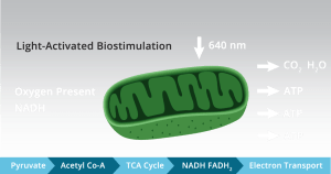 Visual Representation of Light Activated Biostimulation